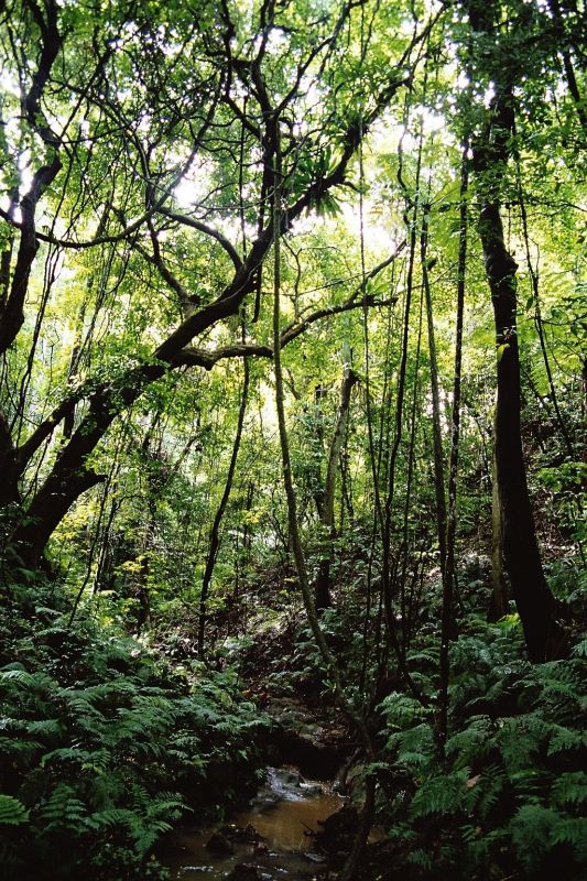 Regenwald