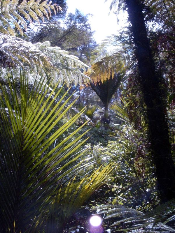 Regenwald